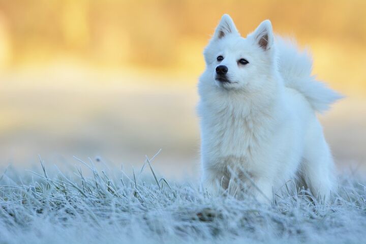 Japanese Spitz Dog Breed Information And Pictures Petguide Petguide Japanese Spitz Dog Breed Information And Pictures Petguide Petguide