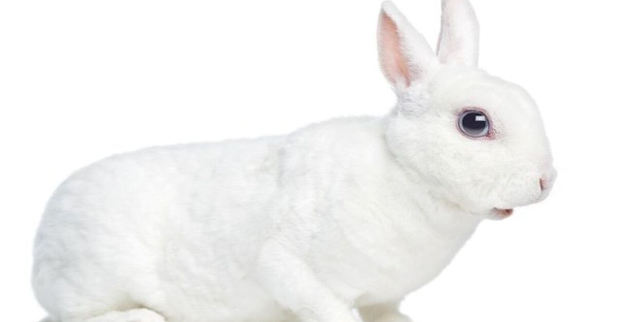 Sable Mini Rex