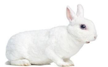 Rex Rabbit Breed Information and Pictures - PetGuide.com | PetGuide