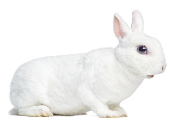 Mini Rex Rabbit Breed Information and Pictures - PetGuide.com | PetGuide