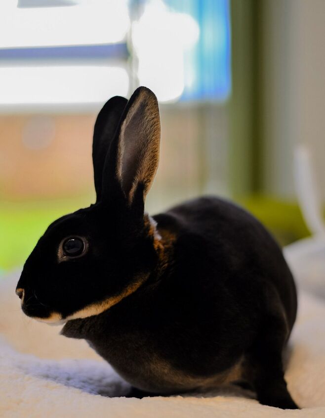 Mini Rex Rabbit Breed Information and Pictures - PetGuide.com | PetGuide