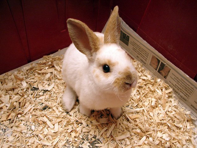 Mini Rex Rabbit Breed Information and Pictures - PetGuide.com | PetGuide