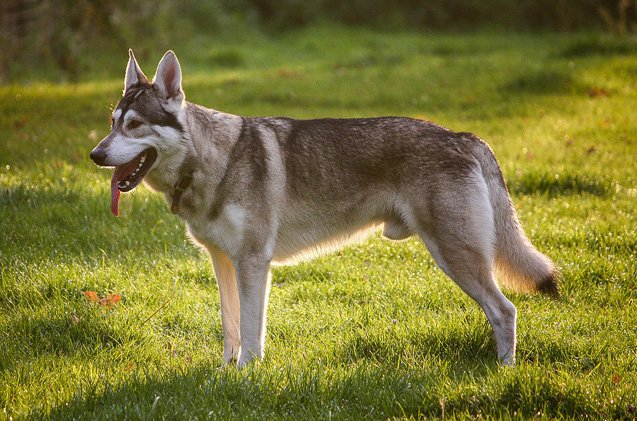 Northern Inuit Dog | PetGuide