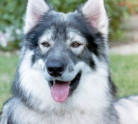 northern inuit dog game of thrones