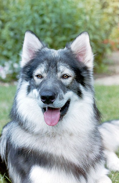 Northern Inuit Dog Inuits Appearance — Toboetsuki