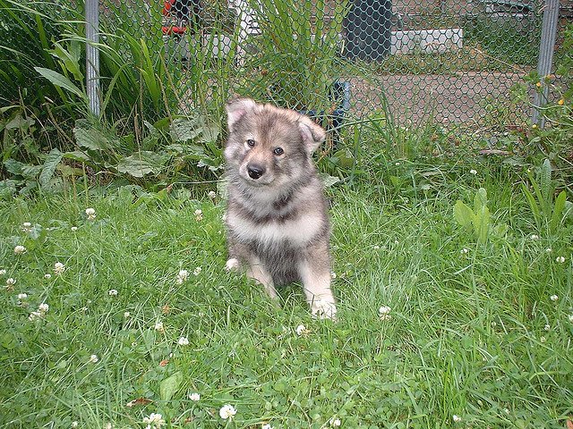 Northern Inuit Dog Inuits Appearance — Toboetsuki