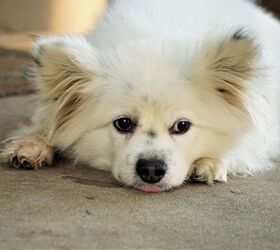 Maltipom Dog Breed Health, Training, Feeding, Temperament Puppies - PetGuide | PetGuide