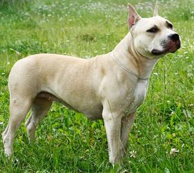 are bones easily digested by a american staffordshire terrier