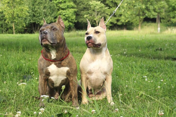 American Staffordshire Terrier Information and Pictures - PetGuide |  PetGuide