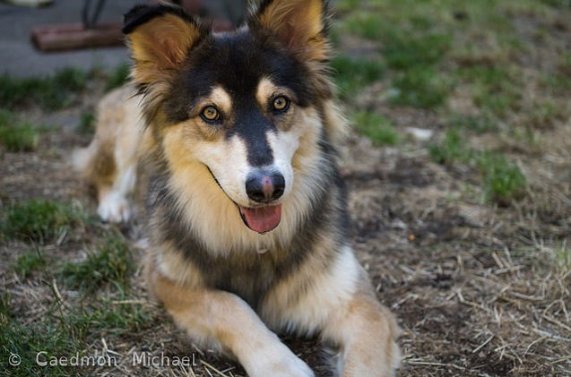 Gerberian Shepsky Dog Breed Health, Temperament, Training, Feeding and ...