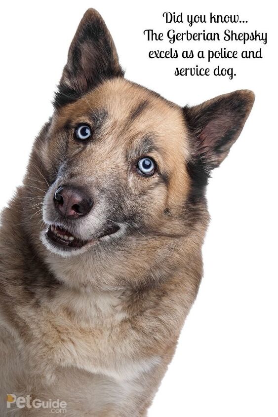 Gerberian Shepsky Dog Breed Health, Temperament, Training, Feeding and ...