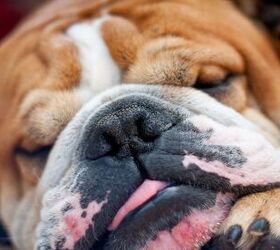 dog snorting why it happens and what to do about it