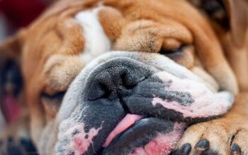 Dog Snorting: Why It Happens and What to Do About It