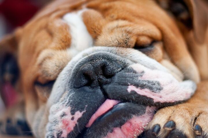 dog snorting why it happens and what to do about it