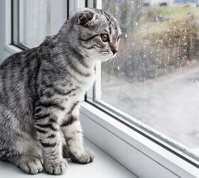 What To Do If Your Cat Has Separation Anxiety
