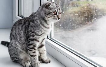 What To Do If Your Cat Has Separation Anxiety