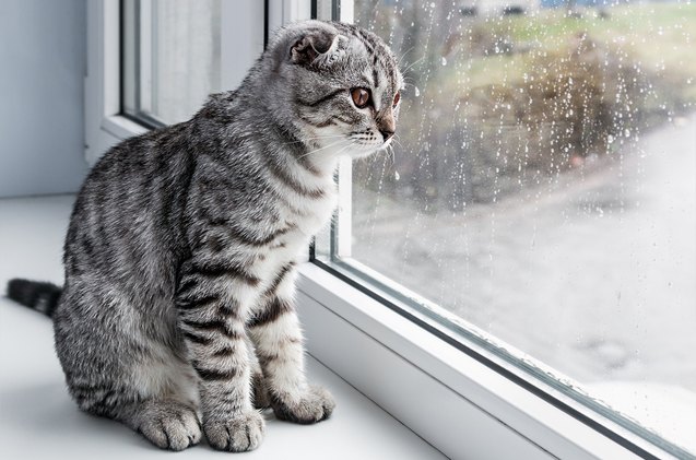 what to do if your cat has separation anxiety
