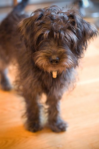 Yorkie Poo Dog Breed Health