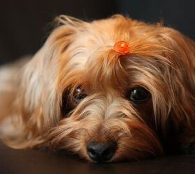 Adorable toys Teacup Yorkie and poodle for adoption or rehome