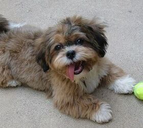 shih tzu toy poodle mix for sale near me