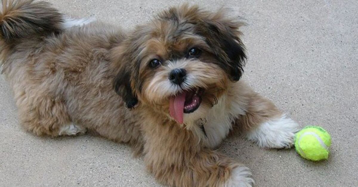 Shih-Poo Dog Breed Health, Temperament ... - PetGuide