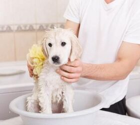 How to Give Your Puppy a Bath