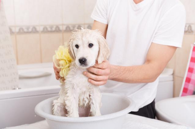 how to give your puppy a bath