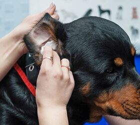 Hydrogen Peroxide in Ears: Is It Good for Your Dog?