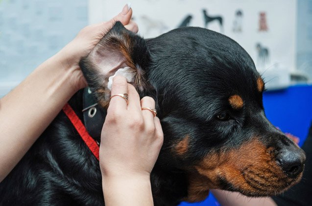 Can I Put Peroxide in My Dog's Ear? Discover the Safe Alternative!