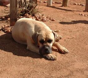 Boerboel Dog Breed Health, Grooming, Feeding, Temperament, and Puppies-  PetGuide
