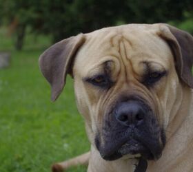 Boerboel Dog Breed Health, Grooming, Feeding, Temperament, and Puppies-  PetGuide