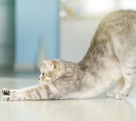 What’s With Cats and All That Stretching?