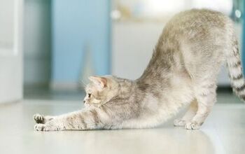 What’s With Cats and All That Stretching?