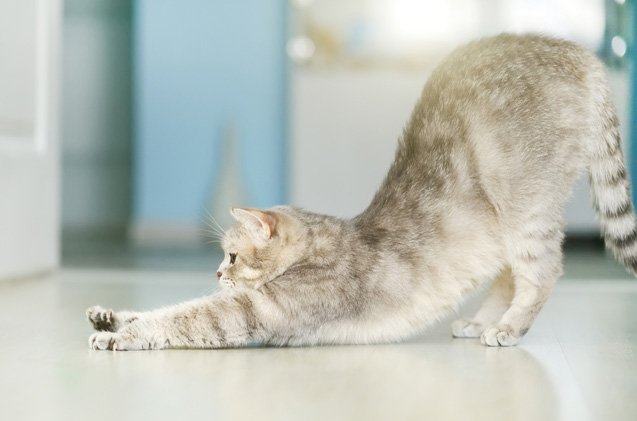 whats with cats and all that stretching