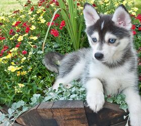 Afdæk Indflydelsesrig Bevæger sig Pomsky Dog Breed Health, Grooming, Feeding, Puppies and Temperament -  PetGuide | PetGuide