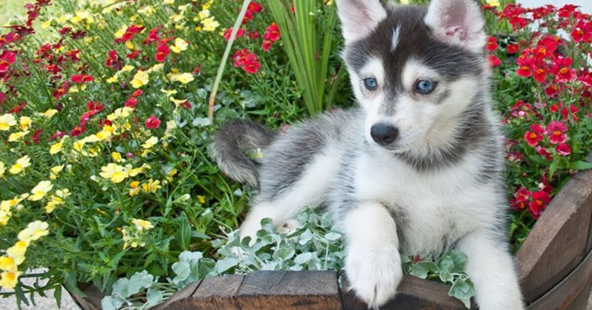 Pomsky Dog Breed Health, Grooming, Feeding, Puppies and Temperament ...