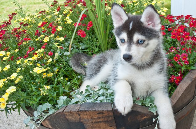 Pomsky Dog Breed Health, Grooming, Feeding, Puppies and Temperament -  PetGuide | PetGuide