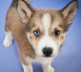 what is a second generation pomsky