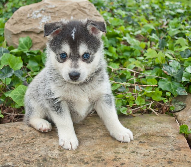 Pomsky Puppies With Blue Eyes Full Grown