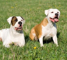 Bulldog Dog Breed Information and Pictures - Petguide | PetGuide