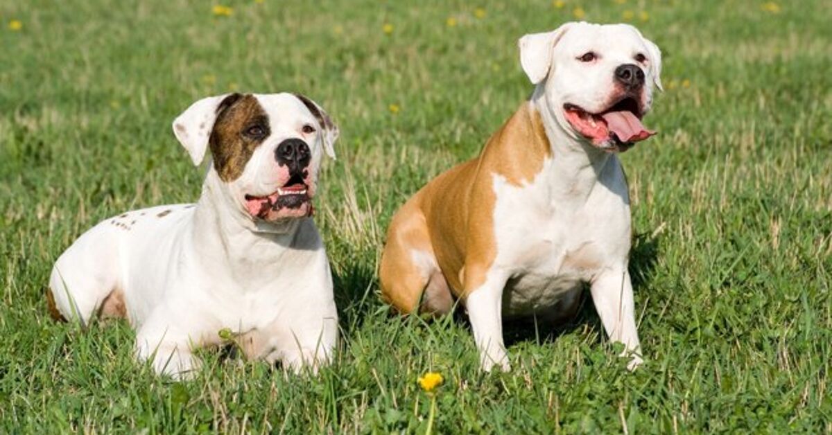 American Bulldog Breed Information and Pictures - PetGuide | PetGuide