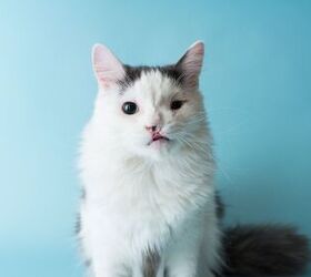 The Basics About Cleft Palate in Cats