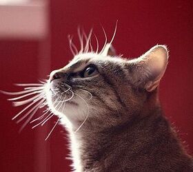 what is feline whisker fatigue
