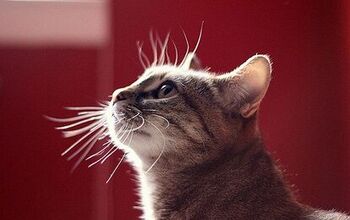 What Is Feline Whisker Fatigue?