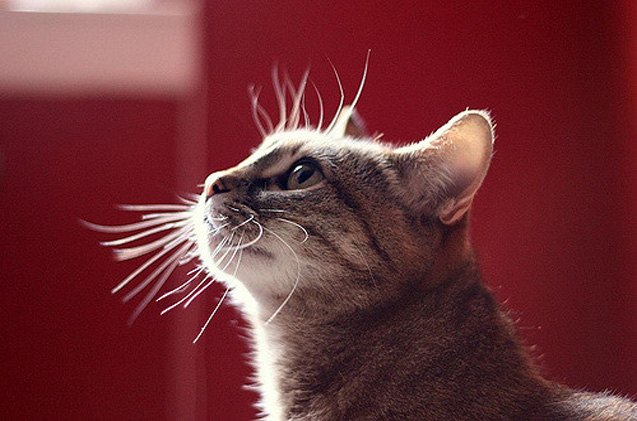 what is feline whisker fatigue