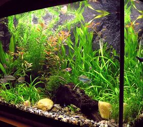 Top 5 Fast-Growing Aquarium Plants for Planted Tanks