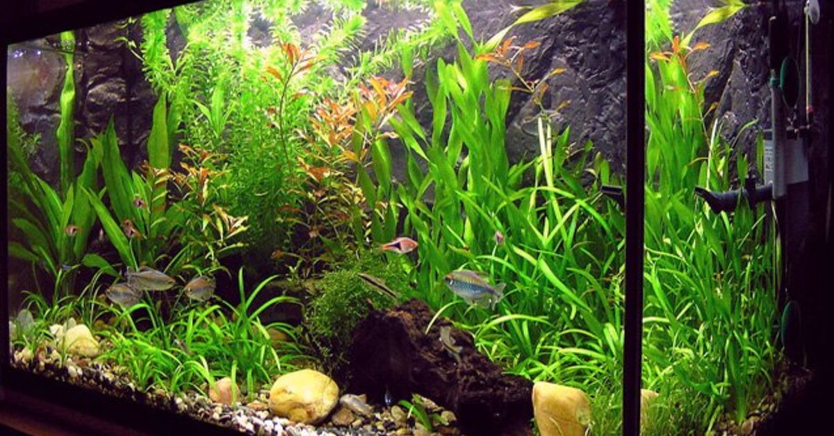 Top 5 Fast-Growing Aquarium Plants for Planted Tanks | PetGuide