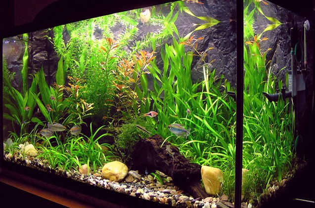 Top 5 Fast-Growing Aquarium Plants for Planted Tanks | PetGuide