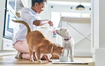 Ending Pet Obesity: How You Can Help