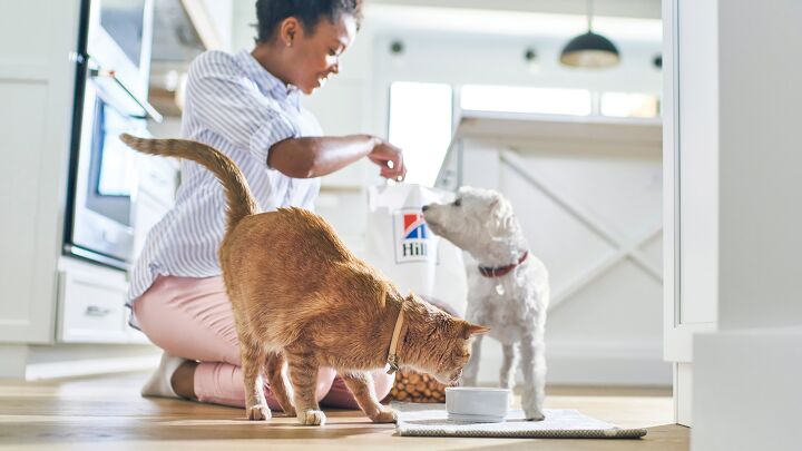 ending pet obesity how you can help